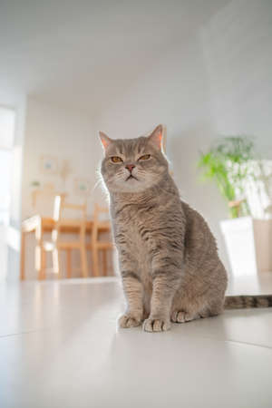 Morning mood. Scottish cat in the sunの写真素材