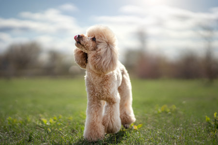 Toy light poodle. Spring time, outdoorsの写真素材