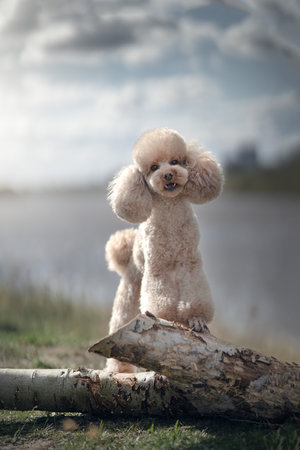 Toy light poodle. Spring time, outdoorsの写真素材