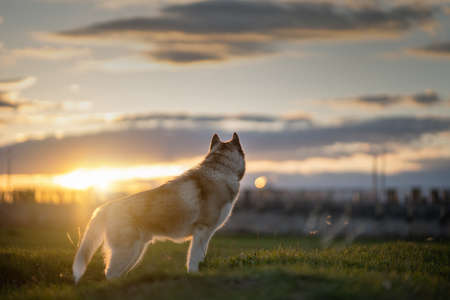 Siberian Husky dog. rural landscape
