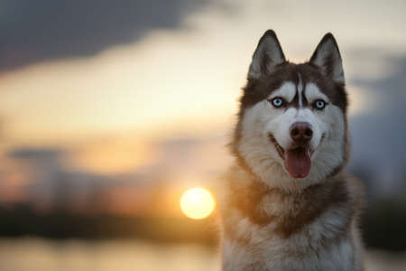 Siberian Husky dog. rural landscapeの写真素材