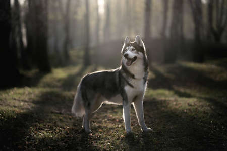 Siberian Husky dog in a dark forest. Sunsetの写真素材