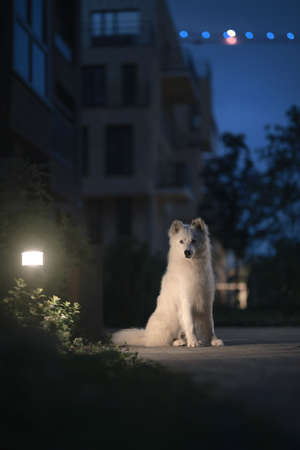 Yakutian Laika dog. White dog at nightの写真素材