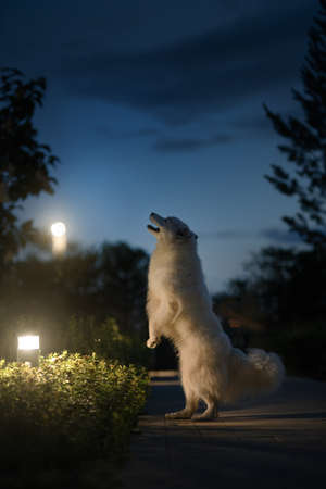 Yakutian Laika dog. White dog at nightの写真素材
