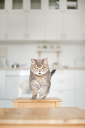 Scottish cat jumping. The cat is runningの写真素材