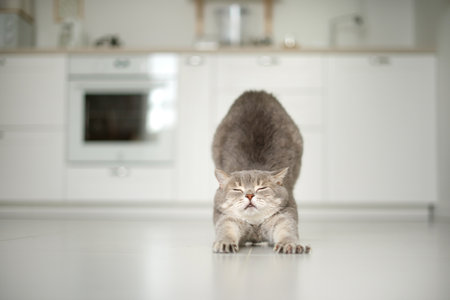 yoga cat. Scottish cat stretches in a bright roomの写真素材