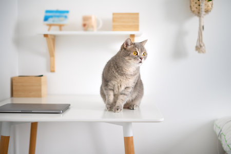 Scottish straight cat on a light background.の写真素材