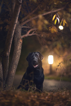 Labrador retriever in the autumn park. outdoorsの写真素材