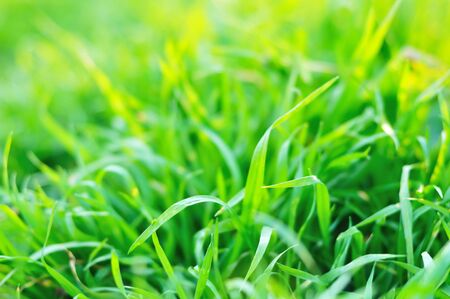 fresh green grass  background in soft focusの写真素材