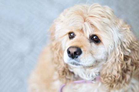   portrait of American cocker spaniel  in soft selective focusの写真素材