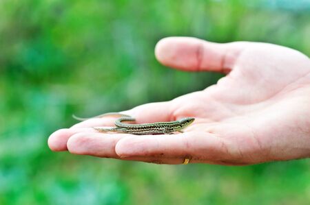 little lizard on the palm over the green backgroundの写真素材