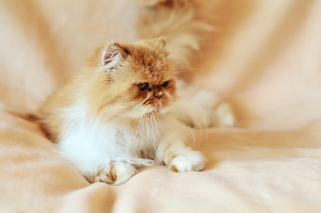persian cat in soft focus laying on the sofaの写真素材