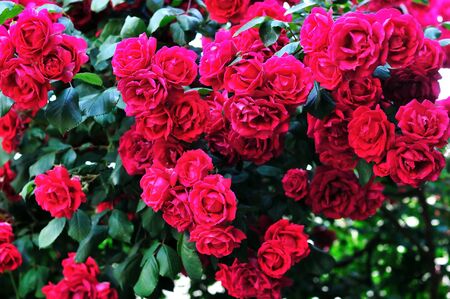 red fresh roses bush in summer timeの写真素材