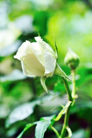 white fresh rose on the bush in soft focusの写真素材