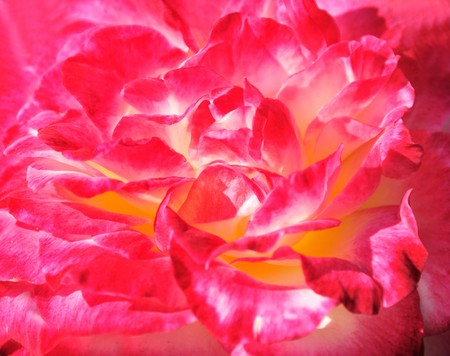 Close up of red rose blossom, backgroundの写真素材