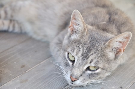 gray dozy cat on the wooden deck の写真素材