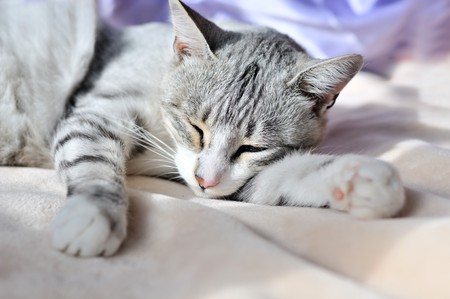 sweet dreams of cat on the sofa at homeの写真素材