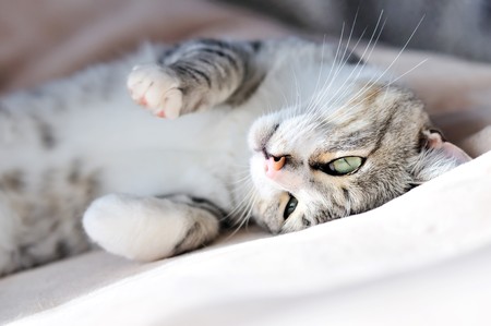 playful gray cat laying on the sofa at homeの写真素材