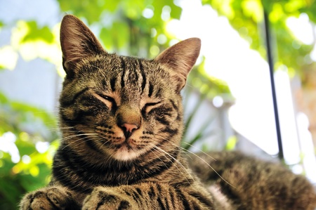 dozy tabby cat laying and sleepingの写真素材