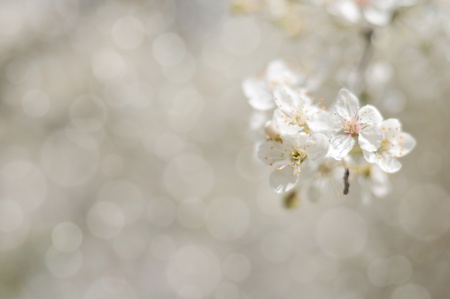 spring  background with bokeh in soft selective focusの写真素材
