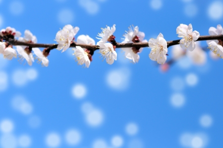 spring blossom of tree over the blue skyの写真素材