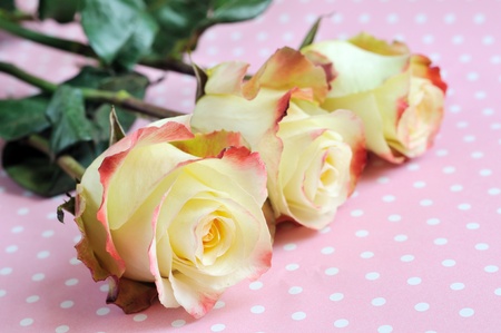 three yellow roses on pink dots backgroundの写真素材