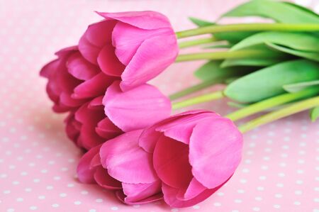 pink tulips on the dotted backgroundの写真素材