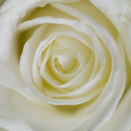 tender square background with using of soft macro shoot of white roseの写真素材