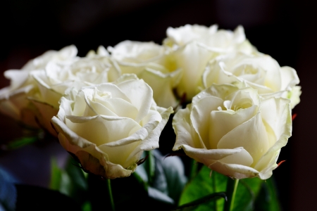 white roses on the black backrgoundの写真素材