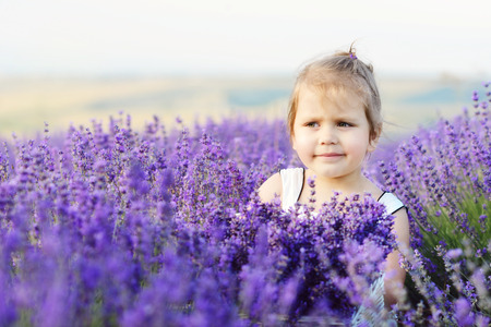 toddler girl in lavender  field の写真素材
