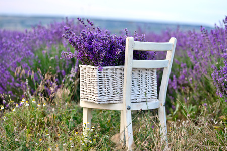 lavender in the basket near the fieldの写真素材