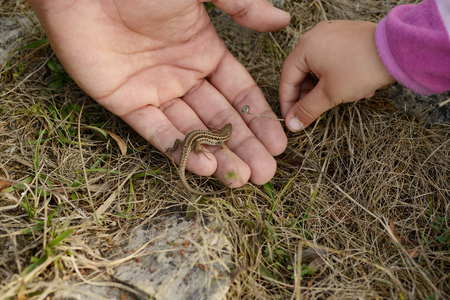 father introducing toddler daughter to the world of nature and showing little lizard

の写真素材