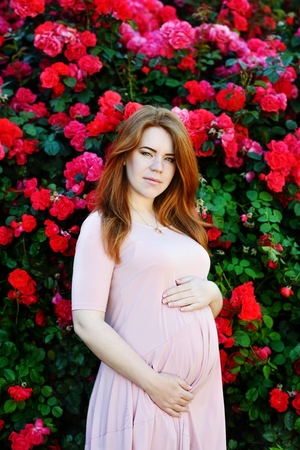 Redhead pregnant woman near the roses bushの写真素材