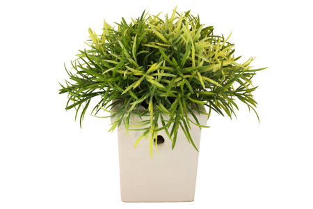 The Common Purslane in white potの写真素材