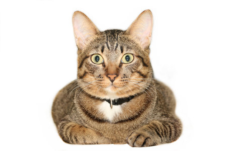 Tabby Catの写真素材