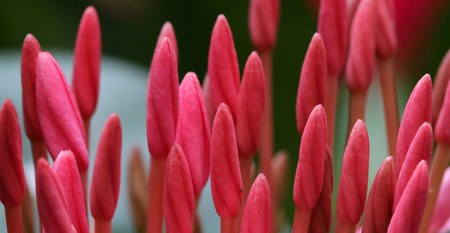 Close up shot of Ixora flower