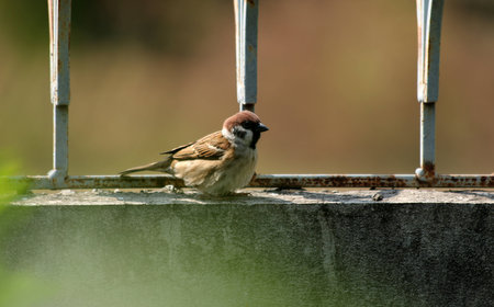 Brown little bird on wallの写真素材