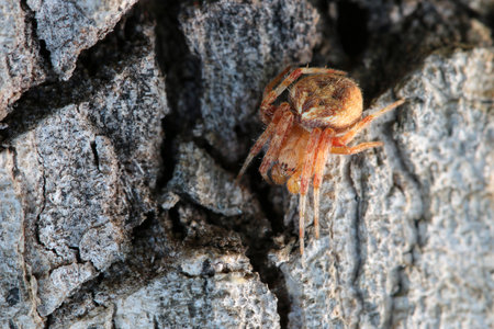 Close up shot of spider on the tree/Spider on bark textureの写真素材
