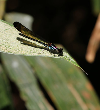 Beautiful dragonfly hanging on leafの写真素材