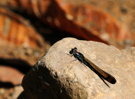 Dragonfly on the rockの写真素材
