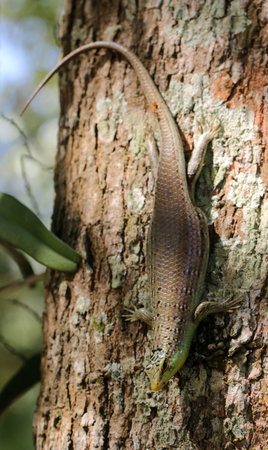 Green skink on the treeの写真素材