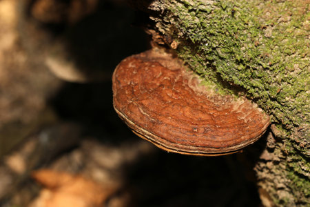 Beautiful mushroom macro shot/close up shotの写真素材