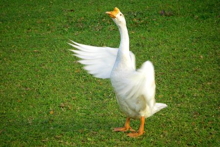 Swanの写真素材