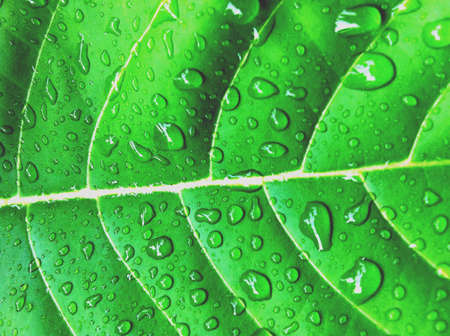 Lively plantの素材