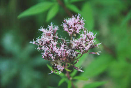 A curious flower that I don't know what it's calledの写真素材