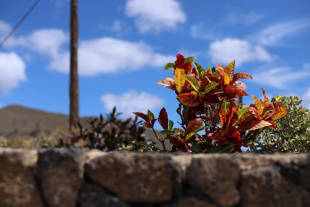 Plants growing on a stone wall in Lanzarote, Canary Islands, Spain
