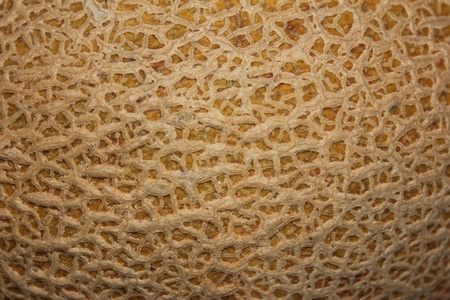 Cantaloupe Textureの写真素材