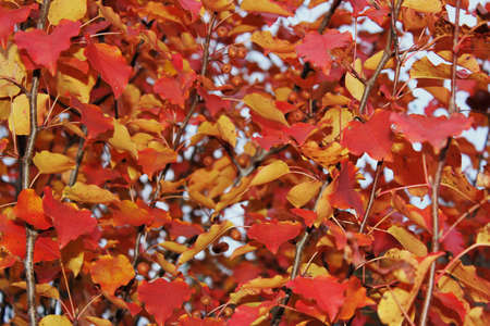 Red and Yellow Fall Leaves With Berries