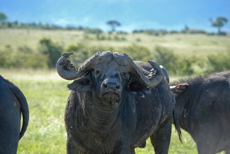 Cape buffaloの写真素材