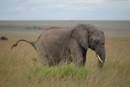 Elephant defecatingの写真素材